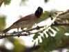 นกกระติ๊ดขี้หมู   Scaly-breasted Munia