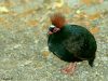 ไก่จุก   Crested Partridge