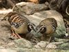 นกกระทาดงอกสีน้ำตาล   Bar-backed Partridge