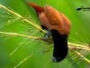 นกกระติ๊ดสีอิฐ   Chestnut Munia
