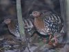 นกกระทาดงจันทบูรณ์   Chestnut-headed Partridge