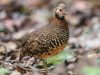 นกกระทาดงปักษ์ใต้   Chestnut-necklaced Partridge