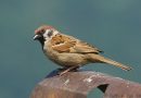 นกกระจอกบ้าน   Eurasian Tree Sparrow