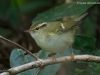 นกกระจิ๊ดพันธุ์จีน   Chinese Leaf Warbler