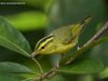 นกกระจิ๊ดคิ้วดำท้องเหลือง   Sulphur-breasted Warbler