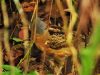 ไก่นวล   Long-billed Partridge