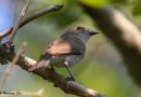 นกโกงกางหัวโต   Mangrove Whistler