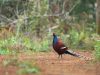 ไก่ฟ้าหางลายขวาง   Hume’s Pheasant
