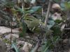 นกกระจิ๊ดตะโพกเหลืองคิ้วเหลือง   Pallas’s Leaf Warbler