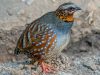 นกกระทาดงคอสีแสด   Rufous throated Partridge