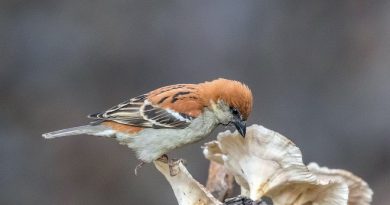 นกกระจอกป่าท้องเหลือง   Russet Sparrow