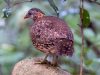 นกกระทาดงแข้งเขียว   Scaly-breasted Partridge