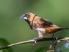 นกกระติ๊ดตะโพกขาว   White-rumped Munia