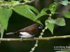 นกกระติ๊ดท้องขาว   White-bellied Munia