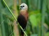 นกกระติ๊ดหัวขาว   White-headed Munia