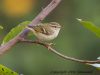 นกกระจิ๊ดธรรมดา   Yellow-browed Warbler