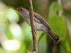 นกกินแมลงหัวแดงใหญ่ Rufous-crowned Babbler