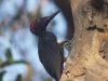 นกหัวขวานใหญ่สีดำ   White-bellied Woodpecker
