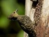นกหัวขวานลายตะโพกเหลือง   Buff-rumped Woodpecker
