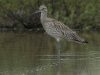 นกอีก๋อยใหญ่  Eurasian Curlew