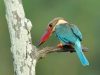 นกกระเต็นใหญ่ธรรมดา Stork-billed Kingfisher