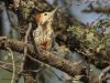 นกหัวขวานด่างหน้าผากเหลือง   Yellow-crowned Woodpecker