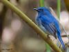 นกจับแมลงอกสีฟ้า Hainan Blue Flycatcher