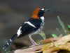 นกกางเขนน้ำหลังแดง Chestnut-naped Forktail 