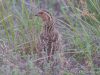 นกคุ่มญี่ปุ่น Japanese Quail