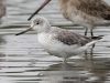 นกทะเลขาเขียวลายจุด   Nordmann’s Greenshank