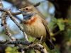 นกคอมรกต Bluethroat