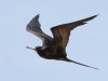 นกโจรสลัดใหญ่ Great Frigatebird