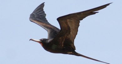 นกโจรสลัดใหญ่ Great Frigatebird