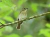 นกจับแมลงอกสีเนื้อ Fulvous-chested Jungle Flycatcher