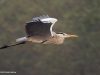 นกกระสานวล   Grey Heron
