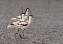 นกปากงอน Pied Avocet