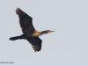 นกกาน้ำปากยาว Indian Cormorant 