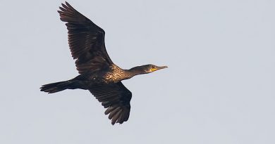 นกกาน้ำปากยาว Indian Cormorant 