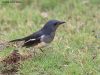 นกกางเขนบ้าน Oriental Magpie Robin