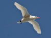 นกร่อนทะเลหางแดง  Red-tailed Tropicbird