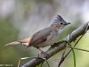 นกภูหงอนหัวลาย Striated Yuhina