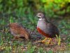 นกคุ่มสี Blue-breasted Quail