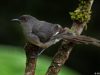 นกหางรำหางยาว Long-tailed Sibia
