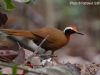 นกคอสามสี Rail-babbler