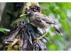 นกเอี้ยงสาริกา  Common Myna