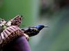 นกกินปลีดำม่วง Purple Sunbird