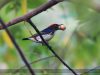นกสีชมพูสวน  Scarlet-backed Flowerpecker