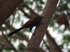นกกระปูดใหญ่   Greater Coucal