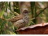 นกปรอดสวน Streak-eared Bulbul