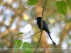 นกแซงแซวหางปลา Black Drongo